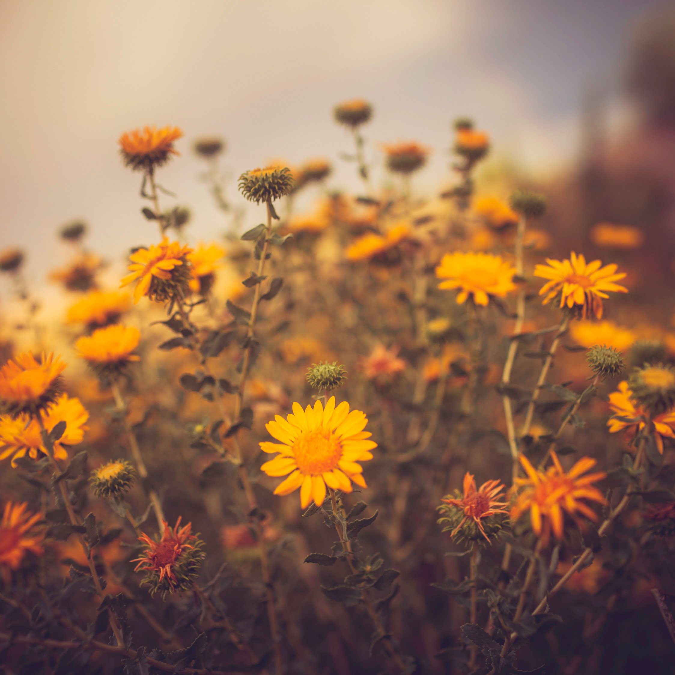 Colorado Wildflowers